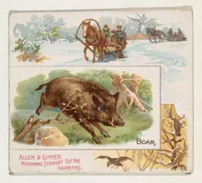 Boar, from Quadrupeds series (N41) for Allen & Ginter Cigarettes, 1890. Creator: Allen & Ginter