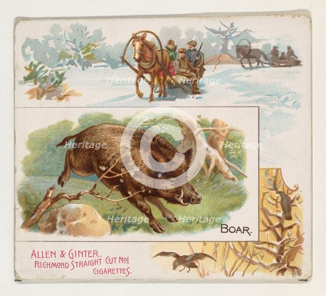 Boar, from Quadrupeds series (N41) for Allen & Ginter Cigarettes, 1890. Creator: Allen & Ginter.