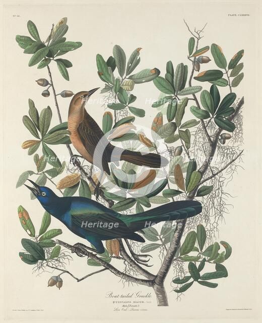 Boat-tailed Grackle, 1834. Creator: Robert Havell.