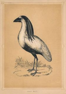 Boat Bill (Cochlearius cochlearius), c1850, (1856)