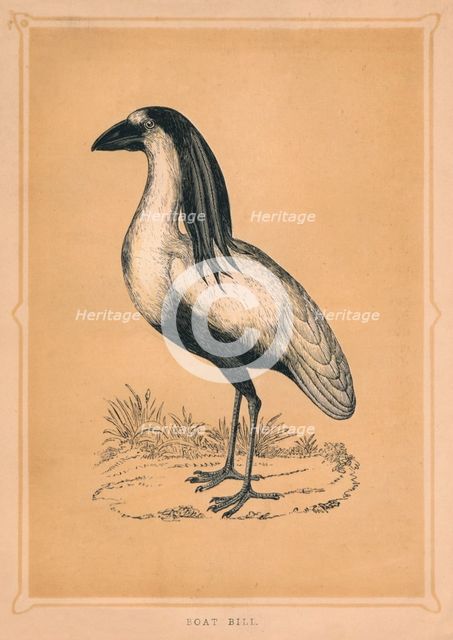 'Boat Bill', (Cochlearius cochlearius), c1850, (1856). Artist: Unknown.