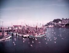 Boats and gulls in the harbour at Brixham, Devon, c1955. Creator: Arthur Charles Kirby Ware