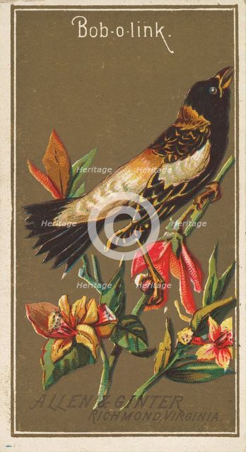 Bob-o-link, from the Birds of America series (N4) for Allen & Ginter Cigarettes Brands, 1888. Creator: Allen & Ginter.