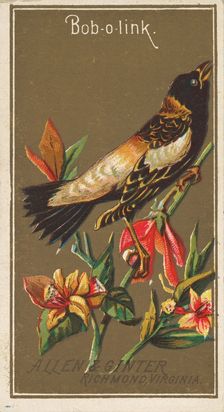 Bob-o-link, from the Birds of America series (N4) for Allen & Ginter Cigarettes Brands, 1888. Creator: Allen & Ginter
