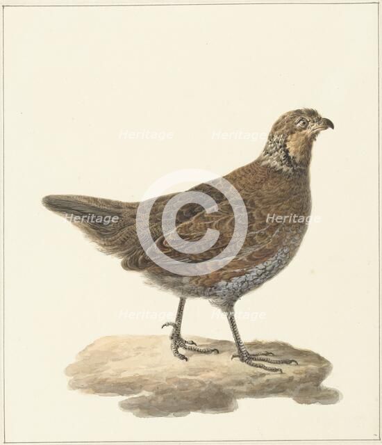Bobwhite (Colinus Virginianus), 1759-1842. Creator: Pieter Bartholomeusz. Barbiers.