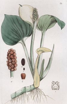 Bog Arum (Calla palustris), 1804-1811. Creator: Johan Wilhelm Palmstruch