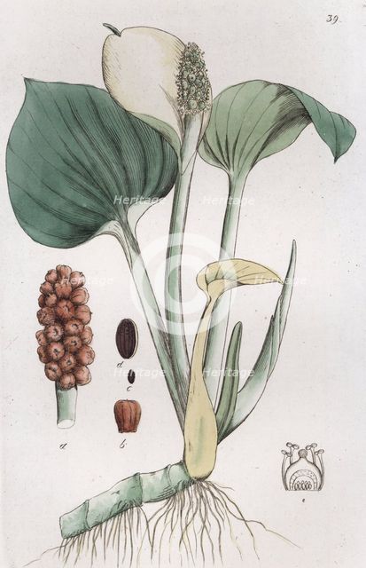Bog Arum (Calla palustris), 1804-1811. Creator: Johan Wilhelm Palmstruch.