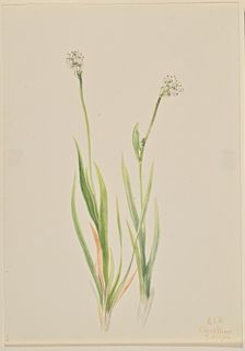 Bog-Asphodel (Tofieldia intermedia), 1920. Creator: Mary Vaux Walcott