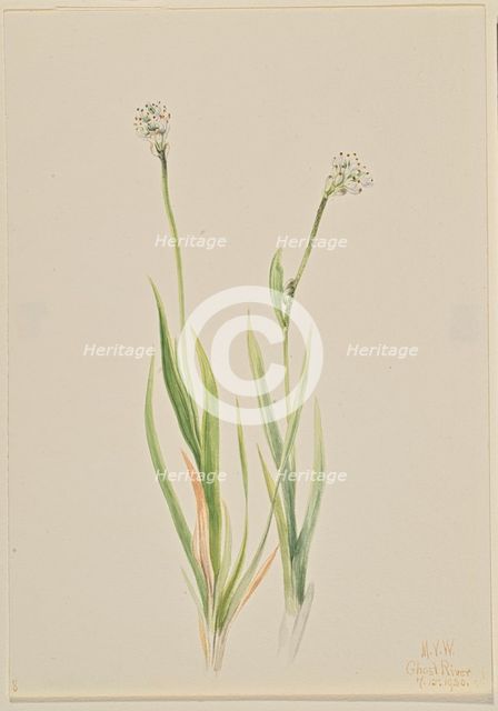 Bog-Asphodel (Tofieldia intermedia), 1920. Creator: Mary Vaux Walcott.