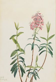 Bog Kalmia (Kalmia polifolia), 1922. Creator: Mary Vaux Walcott