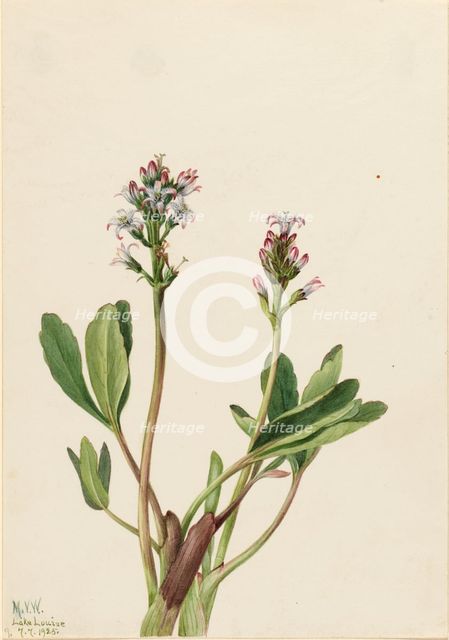 Bogbean (Menyanthes trifoliata), 1925. Creator: Mary Vaux Walcott.