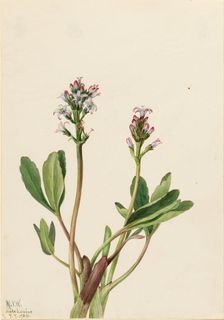 Bogbean (Menyanthes trifoliata), 1925. Creator: Mary Vaux Walcott