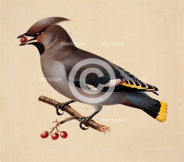 Bohemian Waxwing, 1829. Creator: Wilhelm von Wright.