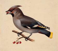 Bohemian Waxwing, 1829. Creator: Wilhelm von Wright