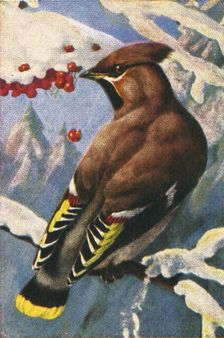 Bohemian waxwing, c1928. Creator: Unknown