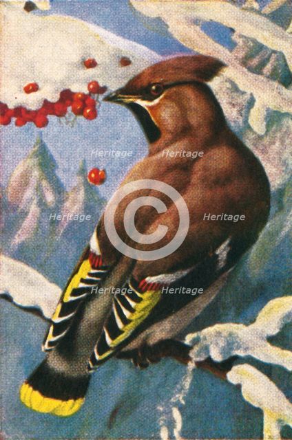 Bohemian waxwing, c1928. Creator: Unknown.