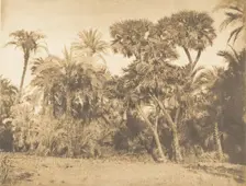 Bois de Dattiers et de Doums, à Hamarneh, 1849-50. Creator: Maxime du Camp