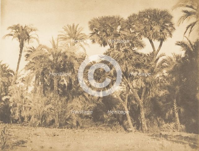 Bois de Dattiers et de Doums, à Hamarneh, 1849-50. Creator: Maxime du Camp.