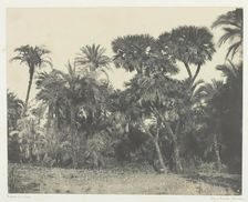Bois de Dattiers et de Palmiers Doums, Haute-Egypte, 1849/51, printed 1852. Creator: Maxime du Camp