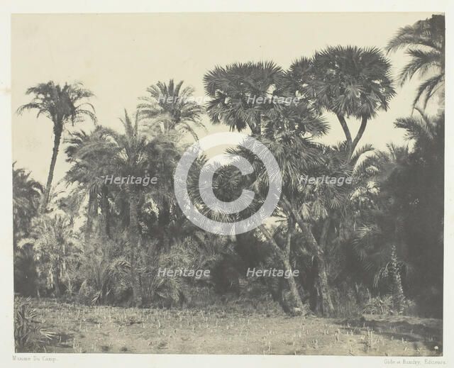 Bois de Dattiers et de Palmiers Doums, Haute-Egypte, 1849/51, printed 1852. Creator: Maxime du Camp.