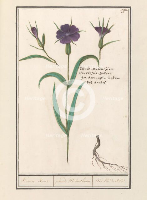 Bolderik (AgroStemma Gitage), 1596-1610. Creators: Anselmus de Boodt, Elias Verhulst.