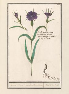 Bolderik (AgroStemma Gitage), 1596-1610. Creators: Anselmus de Boodt, Elias Verhulst