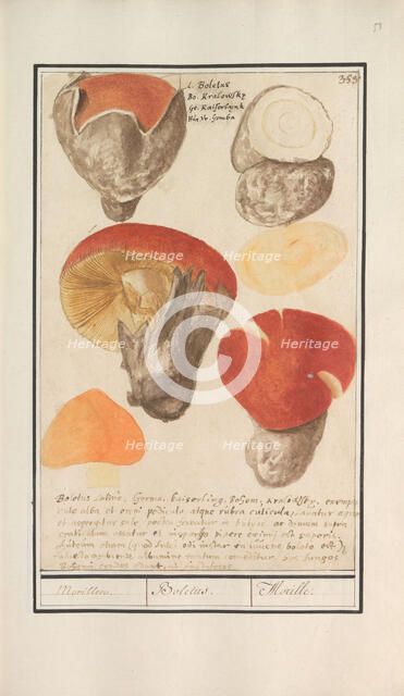 Boletes (Boletales), 1596-1610. Creators: Anselmus de Boodt, Elias Verhulst.