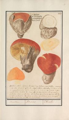 Boletes (Boletales), 1596-1610. Creators: Anselmus de Boodt, Elias Verhulst