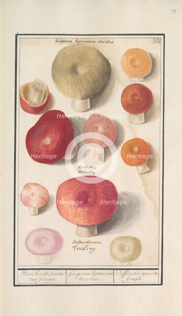 Boletes (Boletales), 1596-1610. Creators: Anselmus de Boodt, Elias Verhulst.
