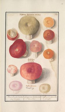 Boletes (Boletales), 1596-1610. Creators: Anselmus de Boodt, Elias Verhulst