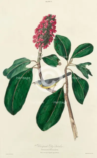 Bonaparte Fly Catcher, 1827. Creator: William Home Lizars.