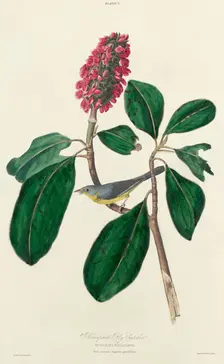 Bonaparte Fly Catcher, 1827. Creator: William Home Lizars