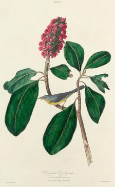 Bonaparte Fly Catcher, 1827. Creator: William Home Lizars