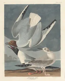 Bonapartian Gull, 1836. Creator: Robert Havell