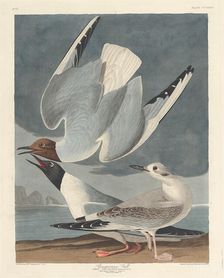 Bonapartian Gull, 1836. Creator: Robert Havell