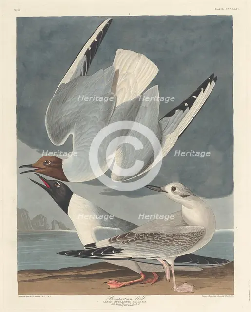 Bonapartian Gull, 1836. Creator: Robert Havell.