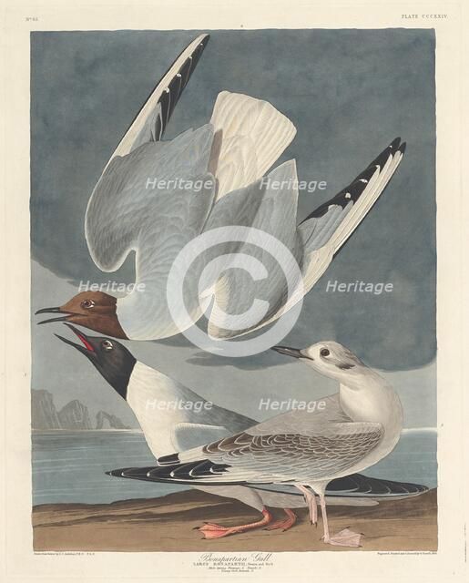 Bonapartian Gull, 1836. Creator: Robert Havell.