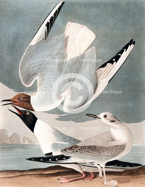 Bonapartian Gull, Larus Bonapartii, 1845.