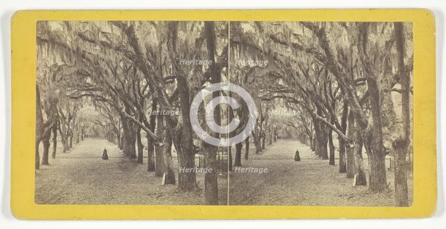Bonaventure, 1860/80. Creator: J. N. Wilson.