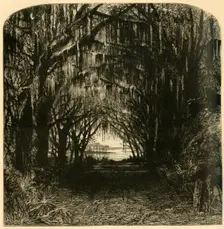 Bonaventure Cemetery 1872. Creator: John Filmer