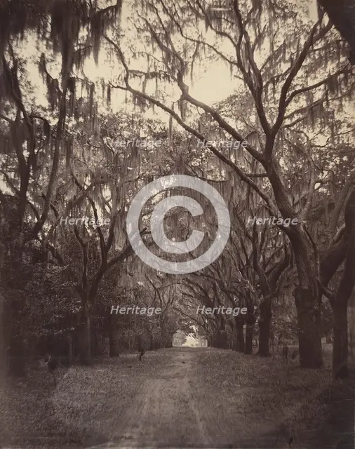 Bonaventure Cemetery, Four Miles from Savannah, 1866. Creator: George N. Barnard.