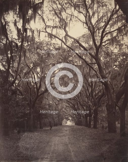Bonaventure Cemetery, Four Miles from Savannah, 1866. Creator: George N. Barnard.