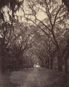 Bonaventure Cemetery, Four Miles from Savannah, 1866. Creator: George N. Barnard
