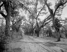 Bonaventure Cemetery, Savannah, Ga., between 1900 and 1906. Creator: William H. Jackson