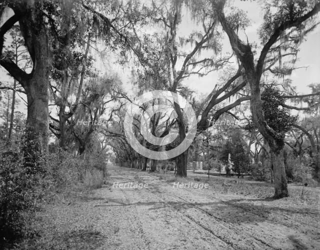 Bonaventure Cemetery, Savannah, Ga., between 1900 and 1906. Creator: William H. Jackson.