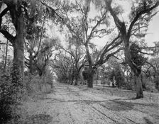 Bonaventure Cemetery, Savannah, Ga., between 1900 and 1906. Creator: William H. Jackson