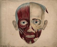 Bones and muscles of the face, 1854. Creator: J.C. Whishaw