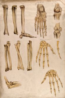 Bones of the arm, leg, hand, foot and knee: thirteen figures, 1880. Creator: Adele Mongredien
