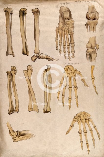 Bones of the arm, leg, hand, foot and knee: thirteen figures, 1880. Creator: Adele Mongredien.