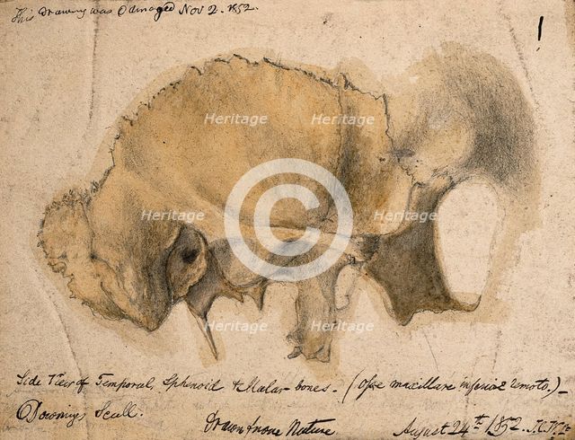 Bones of the cheek: side view of the temporal, schenoid and malar bones, 1852/08/24. Creator: J.C. Whishaw.